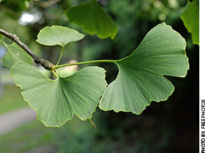 Ginkgo Biloba