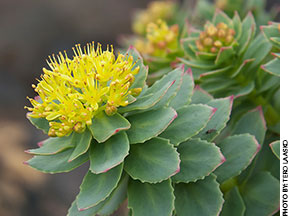 Rhodiola Rosea